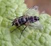 Clausicella suturata